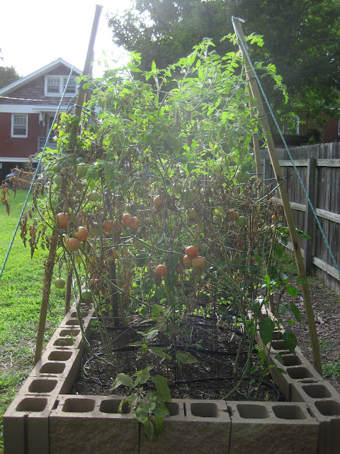 Lots and lots and lots of tomatoes.
