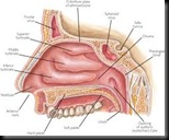 nasal cavity