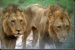 two lions