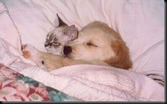 cuddle cat and dog