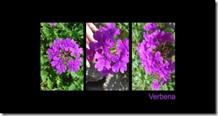 verbenatriptic