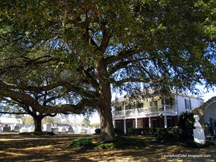 Typical Louisiana Oaks