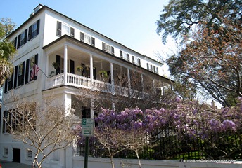 A Charleston single with blooming wisteria on the fence.