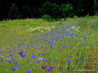 Wildflowers along the trail