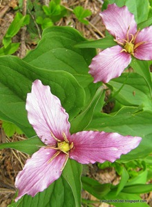 Purple Trilliums