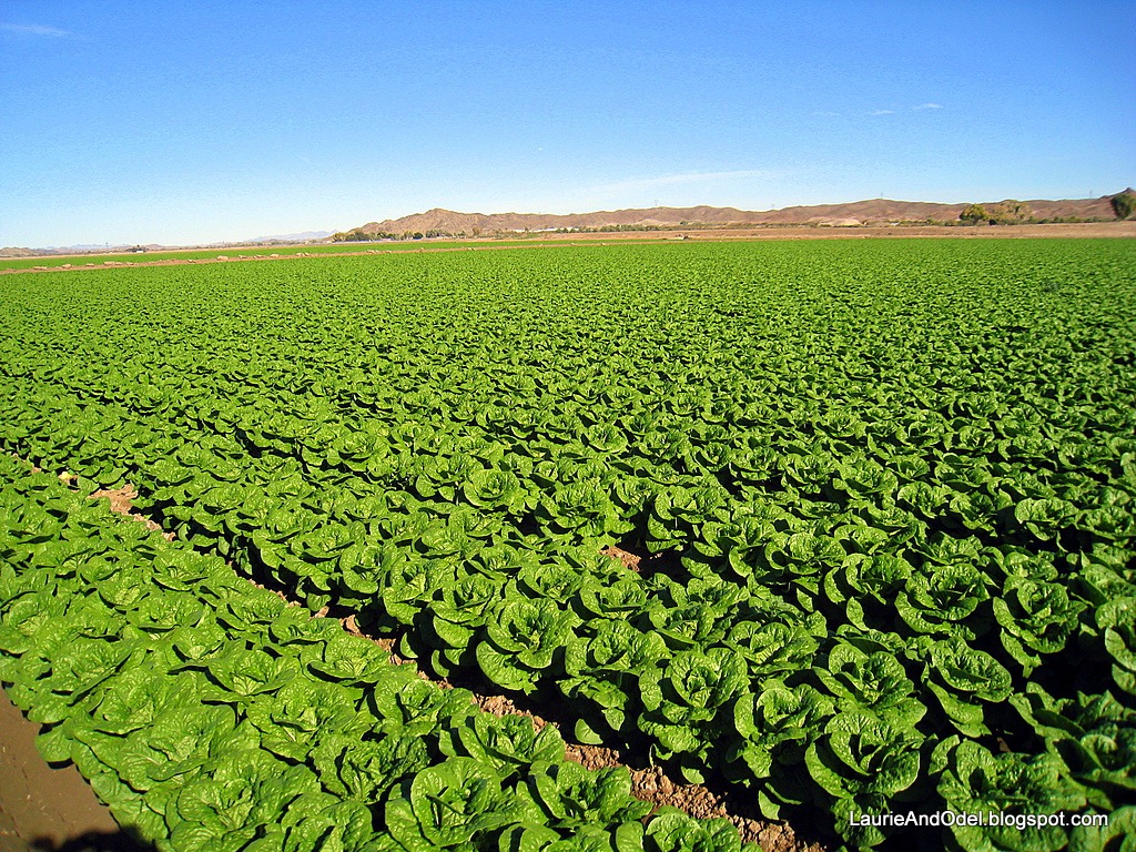 [Field-of-green-lettuce13.jpg]