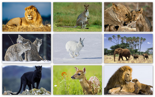wallpaper of animals. Full HD Animals Wallpaper Pack