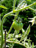 tomato