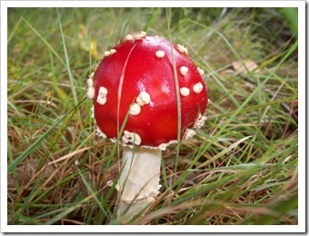 mushroom