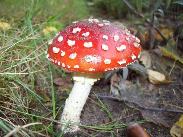 [mushroom2[5].jpg]