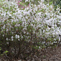 'Gumpo White' Azalea
