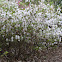 'Gumpo White' Azalea