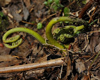 Fiddlehead