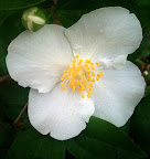 Mock Orange