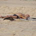 detail_1616DSC00254.jpg