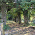 il convento 9-09 235.JPG