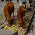 DSC00921.JPG