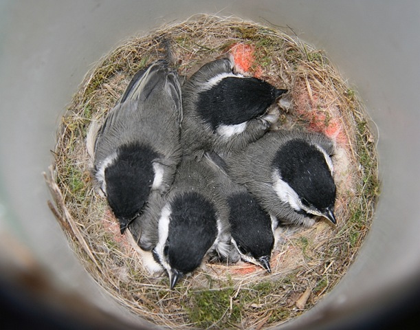 [CChickadees3.jpg]
