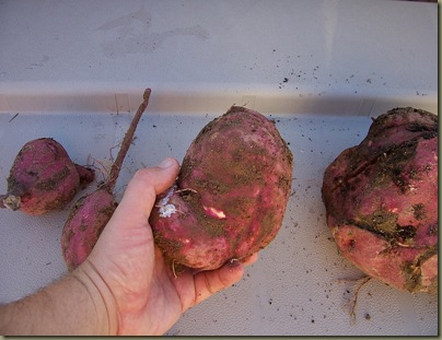 Sweet Potato Vine tuber (3)