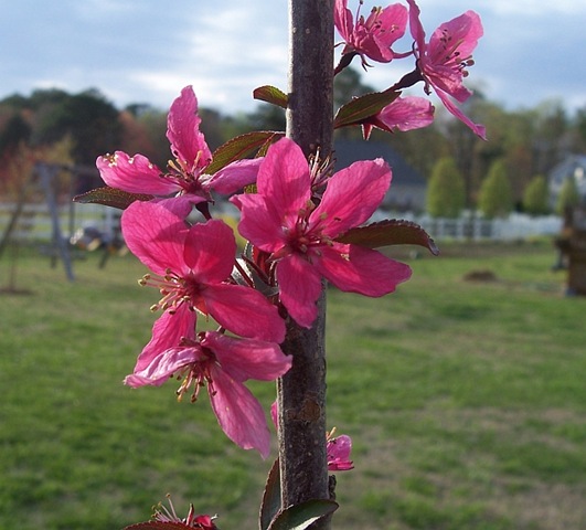 [PCrabapple212.jpg]