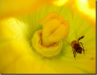 Zucchini-flower-bee