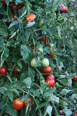 [Tomatoes5.jpg]