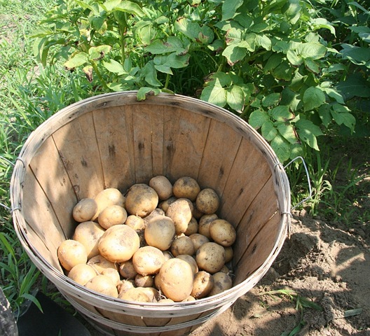 [Potatoes3.jpg]
