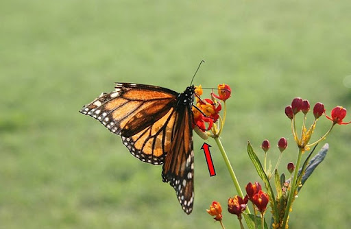 monarch caterpillar clipart. butterfly name butterfly