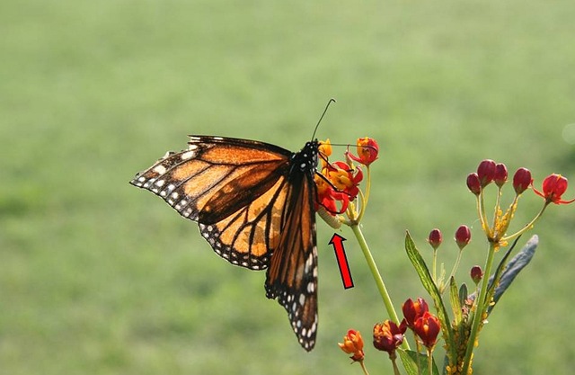 [Monarch w-Caterpillar[7].jpg]
