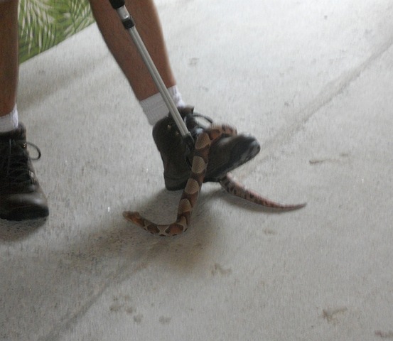[Copperhead23.jpg]
