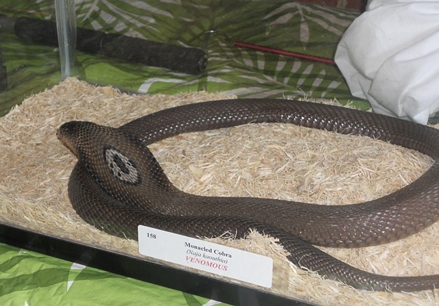 [Cobra5.jpg]