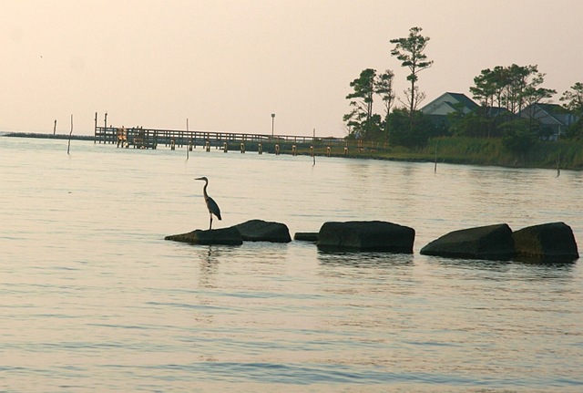 [Heron18.jpg]