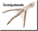 semipalmate