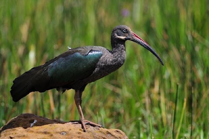 etiopia