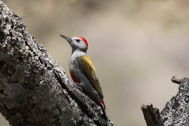 etiopia