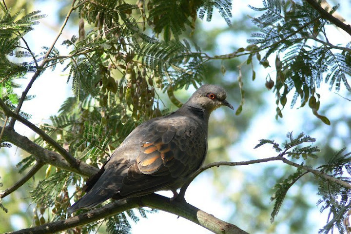 etiopia