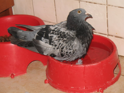 kropcia