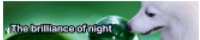 The brilliance of night