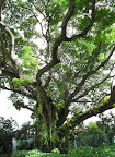 Saman Tree