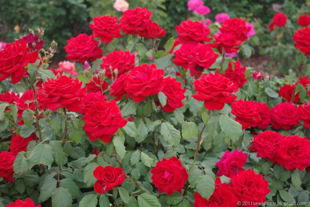 [El Paso Rose Garden Red Roses[7].jpg]