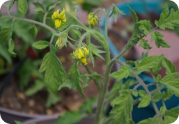 tomato plants