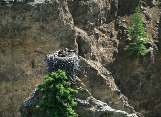 [Osprey Nest- dad brought lunch[2].jpg]