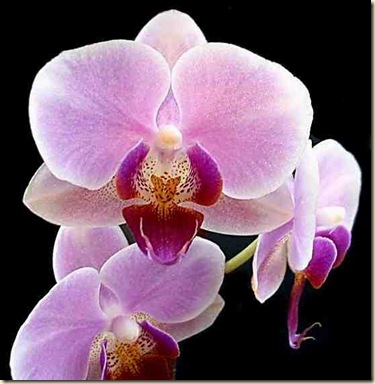 zzzzOrchids1