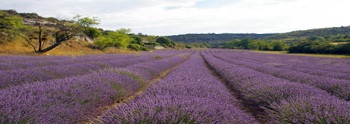 lavande