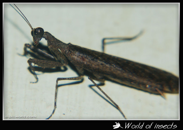 mantis picture