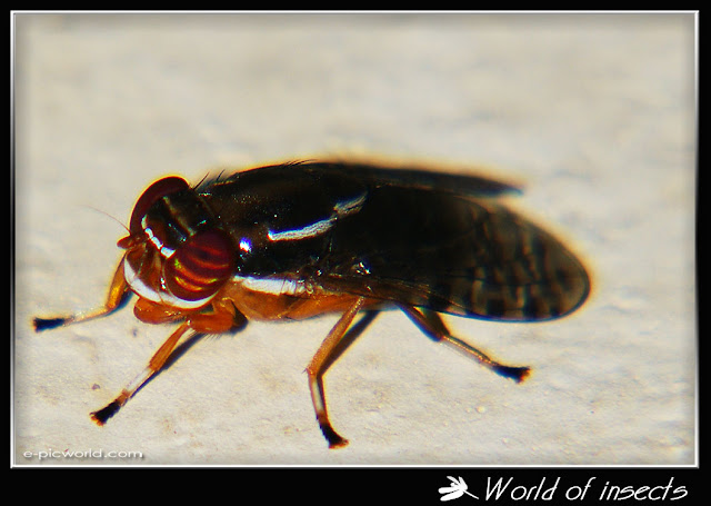 fly picture
