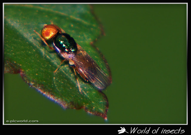 fly picture