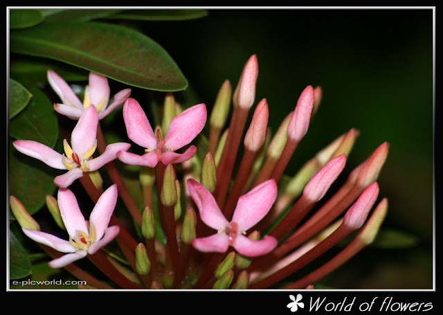 white ixora flower picture