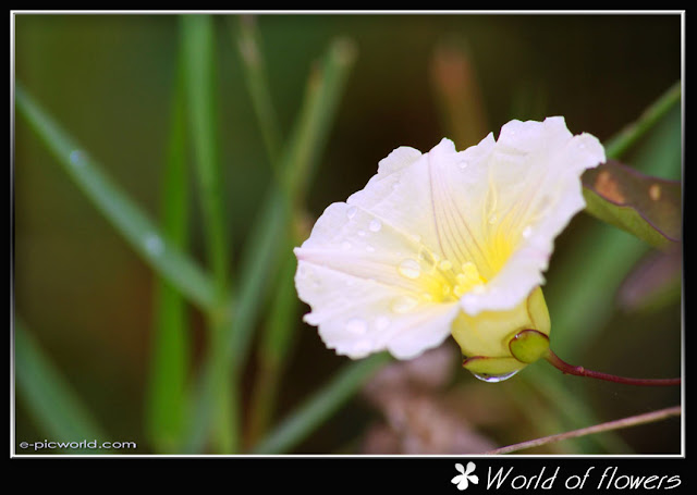 Morning glory picture