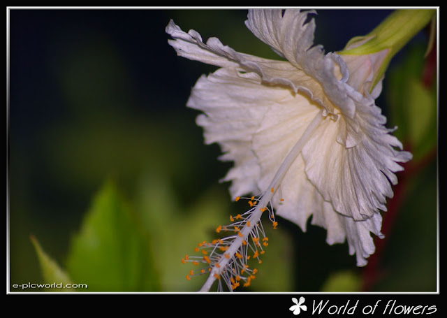 hibiscus flower picture